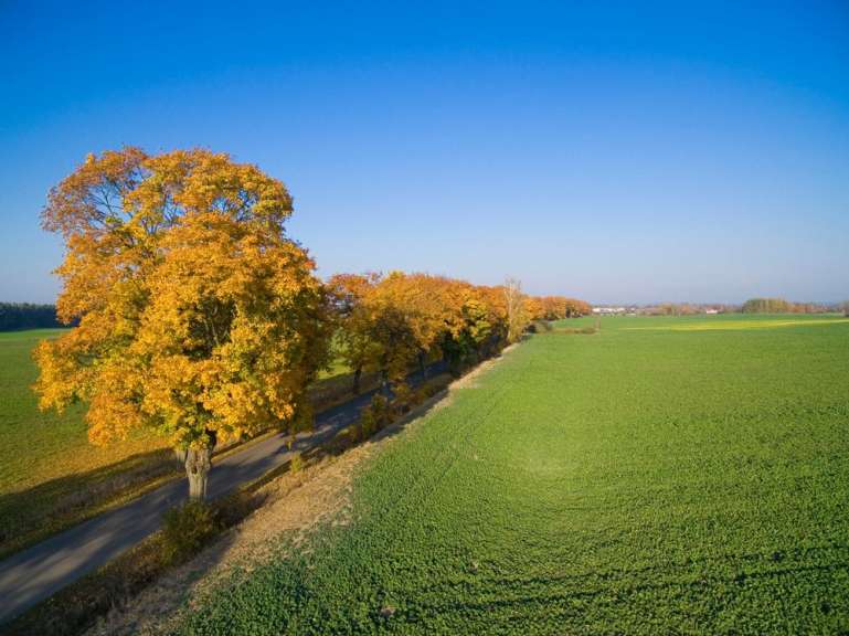 In der Weite Masurens: Allee bei Pozezdrze