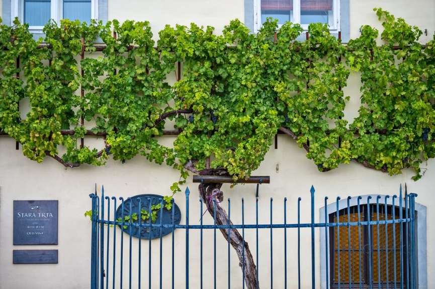 Stara Trta: ältester Weinstock der Welt