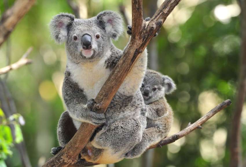 Unterwegs auf dem Raymond Koala Walk