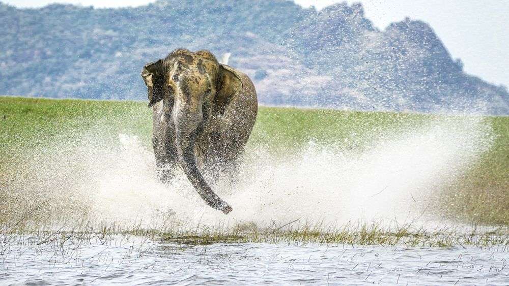 Safari im Oya National Park