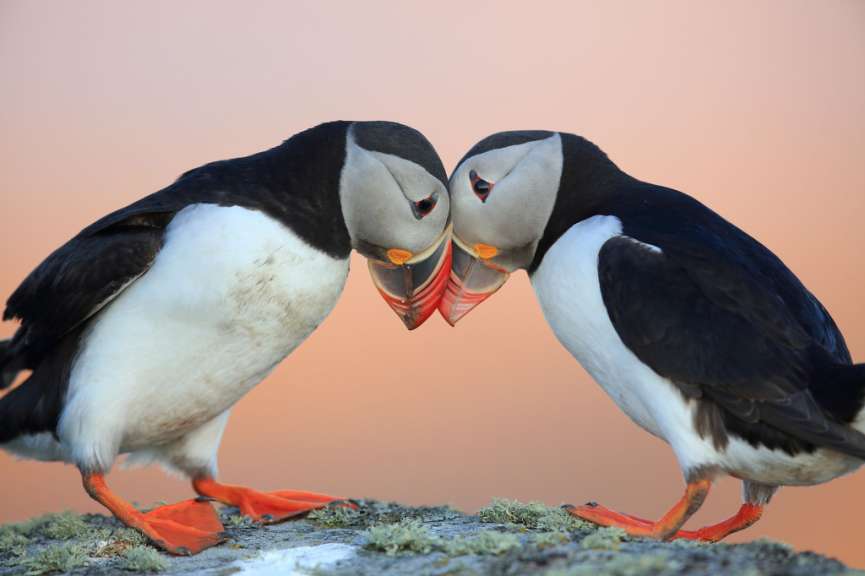 Papageientaucher aus nächster Nähe: Elliston Puffin Site