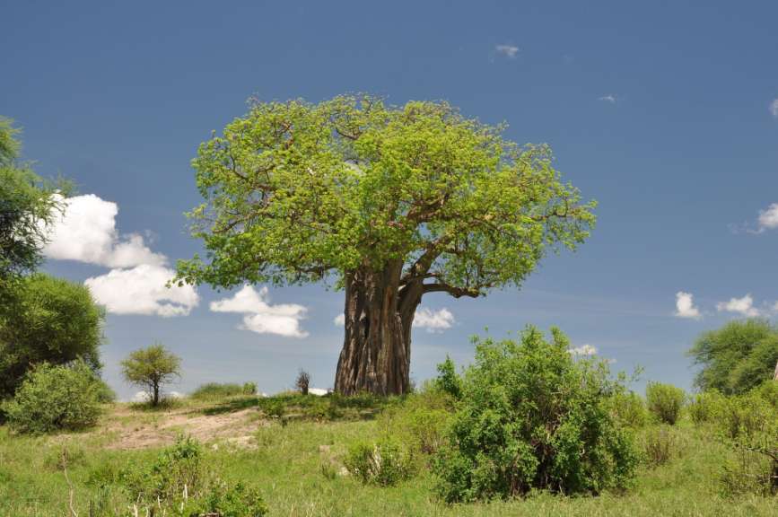 Baobab im Tarangire NP