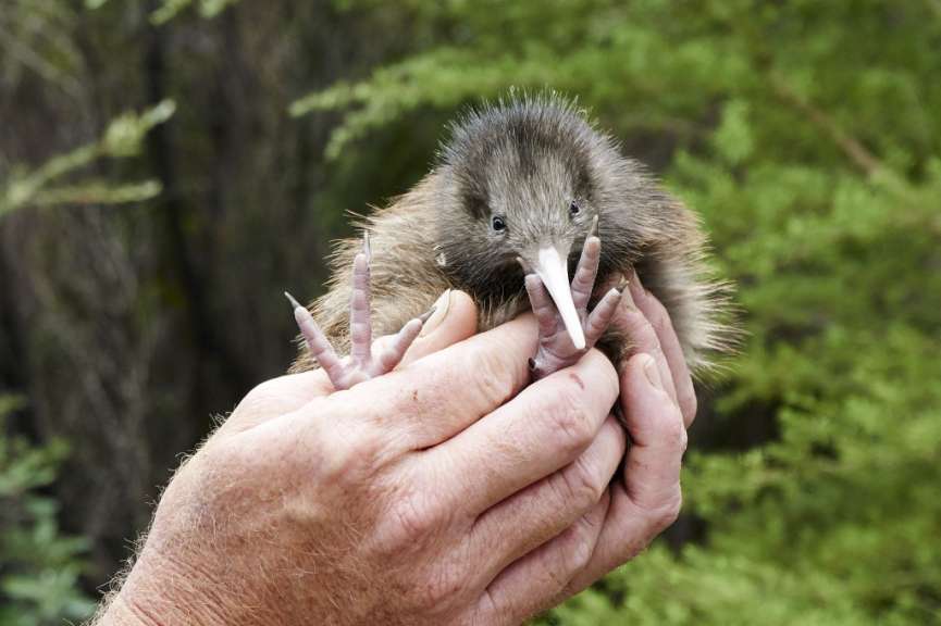 In sicheren Händen: Kiwi Küken in der Hatchery