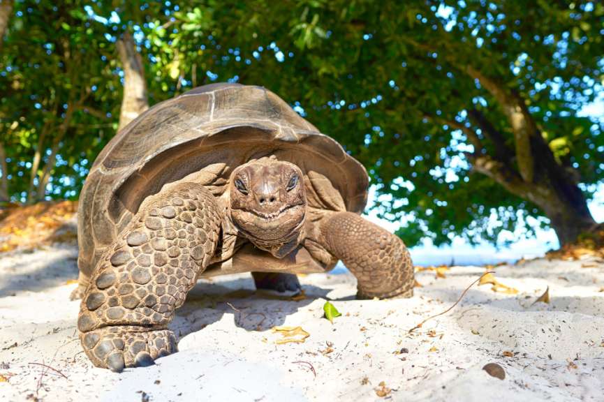 Riesenschildkröte auf Praslin