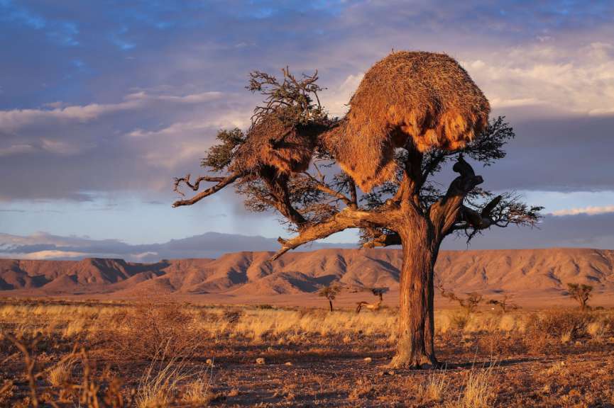 Webervogelnest in der Kalahari