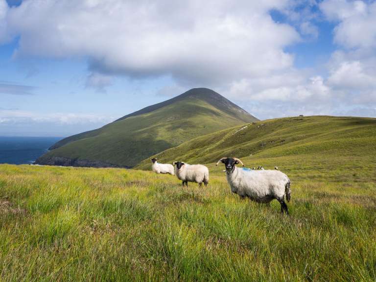 County Mayo: Schafe auf Achill Island