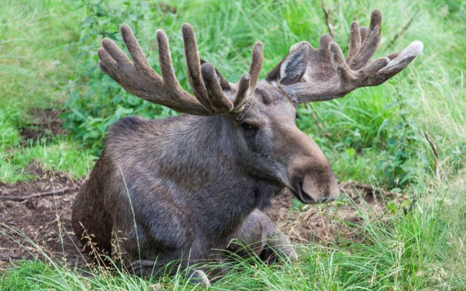 Heimische und exotische Tiere: Dyreparken