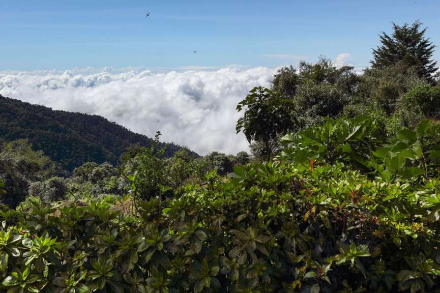 Im Nebelwald der Cordillera de Talamanca: Los Quetzales
