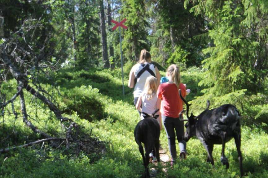 Durch das Grün des Waldes: Rentierwanderung