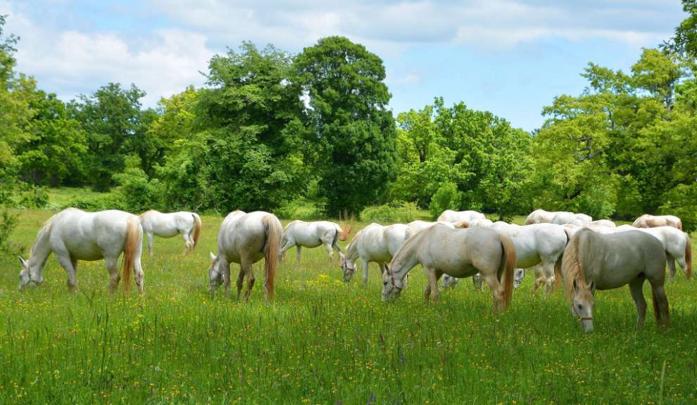 Weltberühmt: Lipizzanerpferde auf Lipica