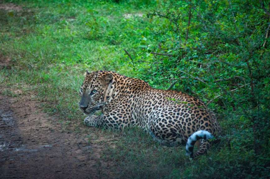 Leopard im Yala Nationalpark