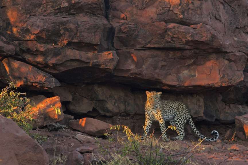 Gute Chancen für eine Leopardensichtung: Tuli Block