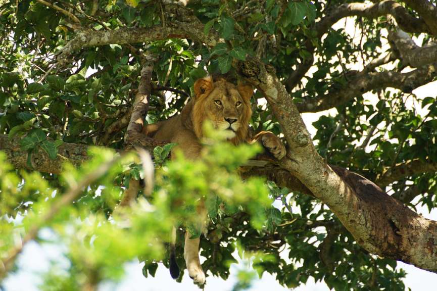 Besondere Safari: Löwen Pirschfahrt