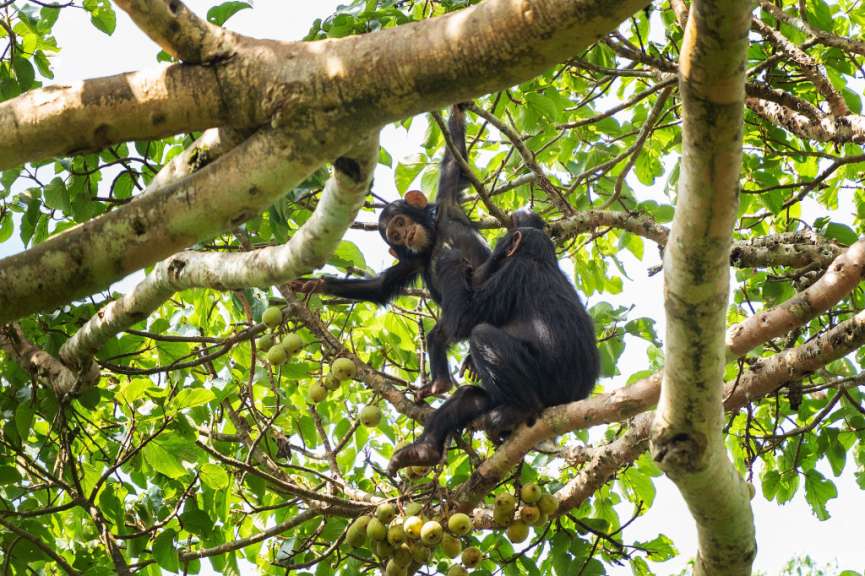 Mit Getöse durch den Wald: Schimpansen in Kibale