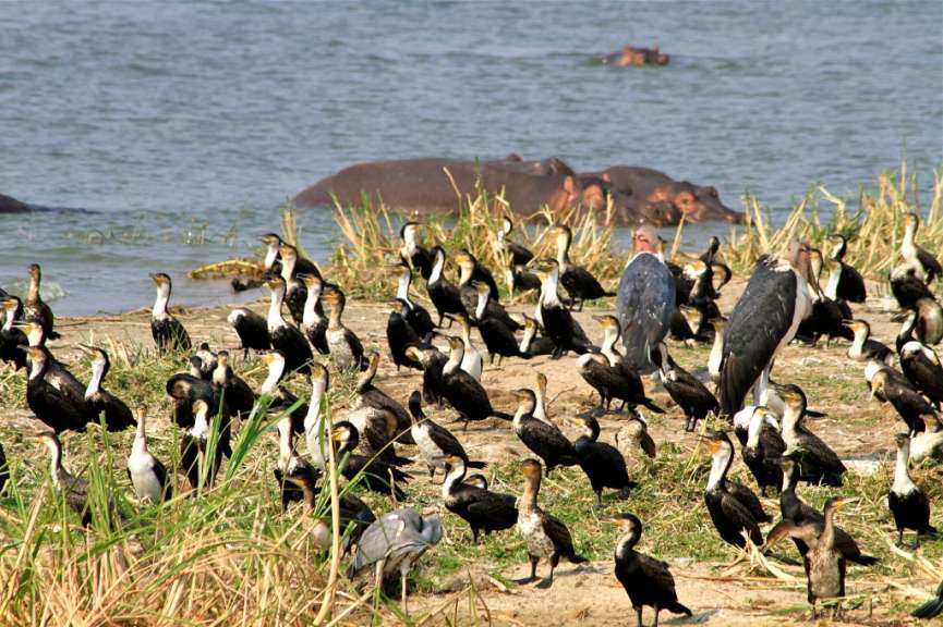 Eldorado für Ornithologen: Kazinga-Kanal