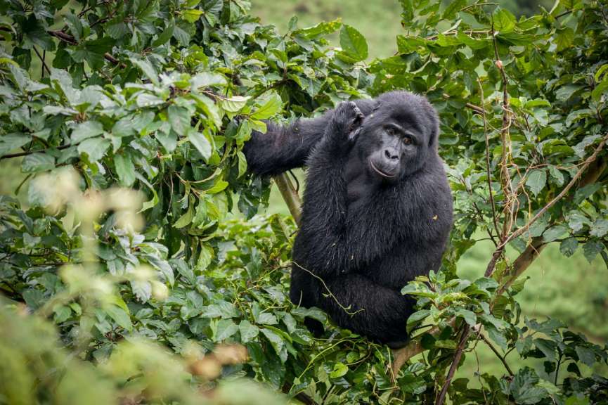 Zu Fuß durch den Dschungel: Gorilla Tracking