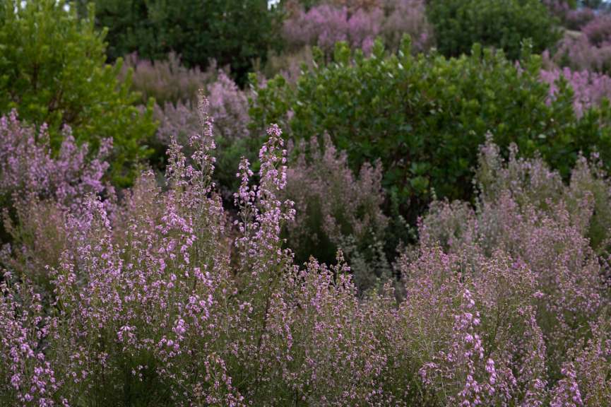 Besonders schön im Frühling: Galegos da Serra – Wanderung