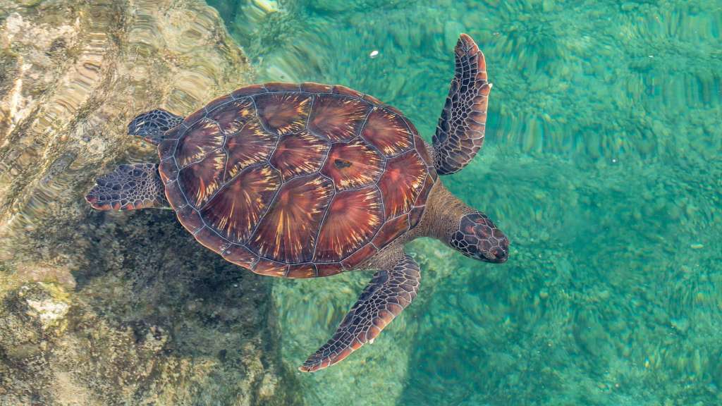 Zentrum für Meeresschildkröten