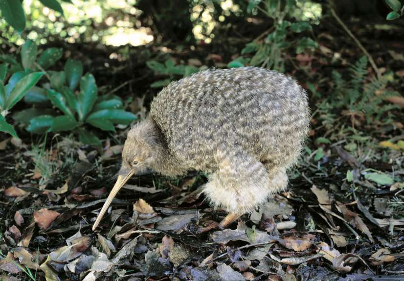 Ein Lebensraum für seltene Tiere: Zealandia Te Māra a Tāne