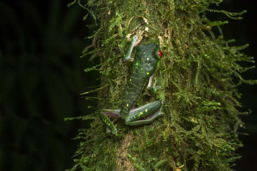 Auf den ersten Blick schwer zu erkennen: Rotaugenlaubfrosch