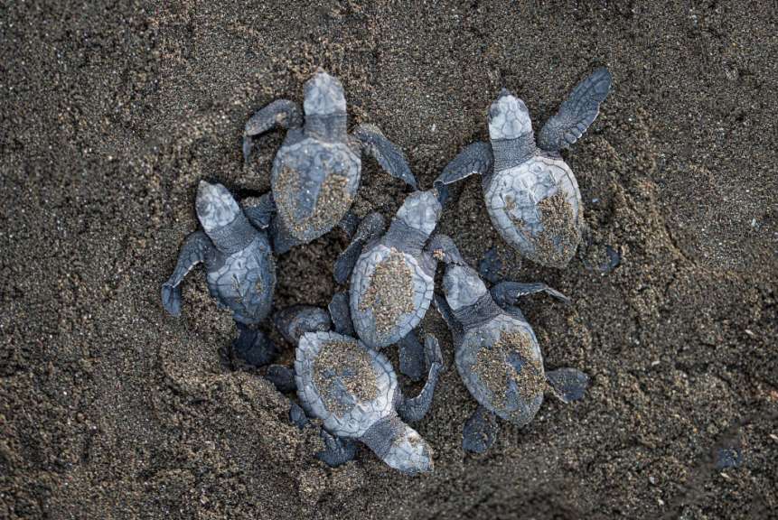 Eiablage für Bastardschildkröten: Strand von Ostional