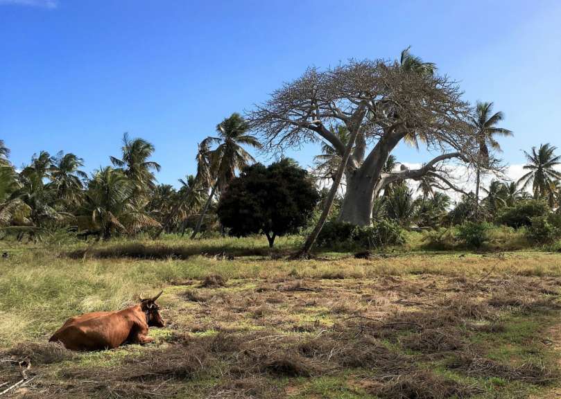 Ländliche Küstenregion: Morrumbene