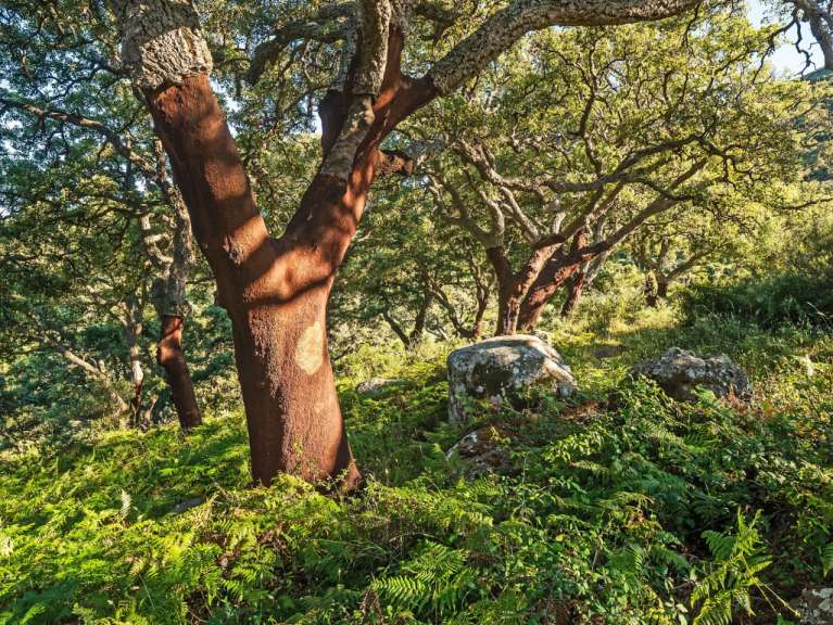 Korkeichen als Namensgeber