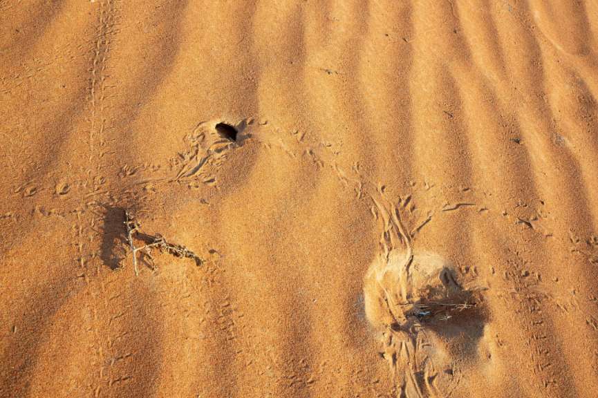 Spuren im Sand: Wüsten-Trekking in der Wahiba Sands