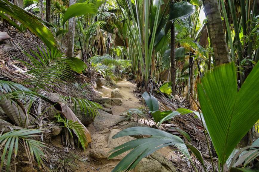 Weltnaturerbe: Vallée de Mai