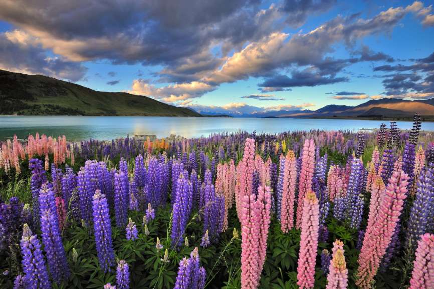Tekapo-See: Lupinen am Ufer