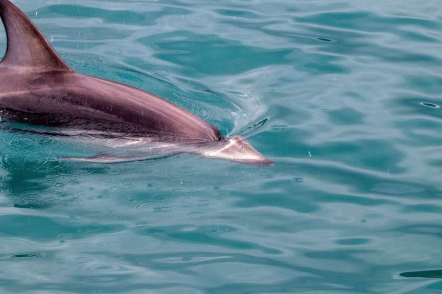 Schwimmen mit den Delfinen: Queen Charlotte Sound