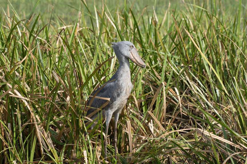 Ideal für Vogelbeobachtungen: Bootssafari auf dem Nildelta