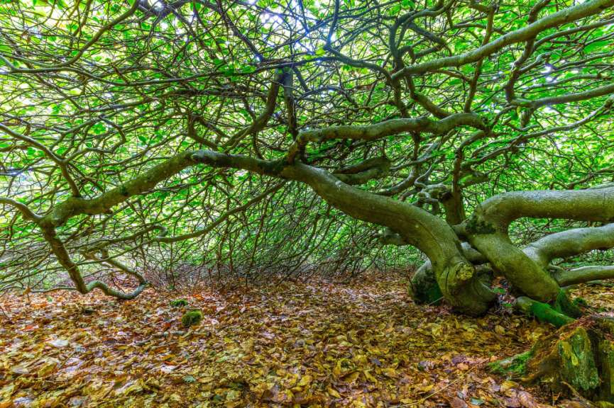 Flaches Blätterdach: Wald von Verzy