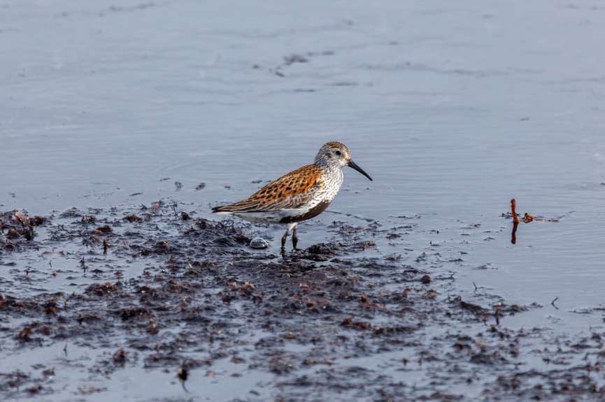 Vogelparadies: Insel Koos