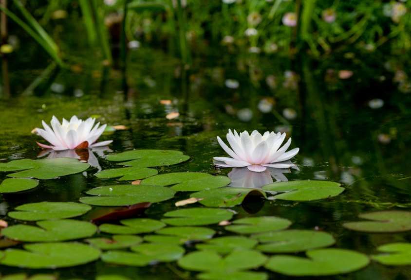Fotogener Garten in Irland: Brigit's Garden