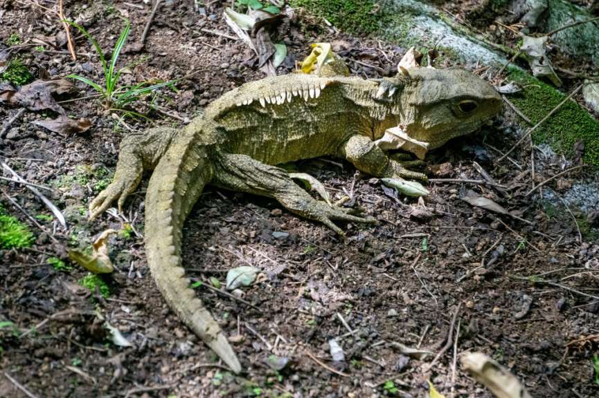 Tuatara im Sanctuary Mountain Maungatautari