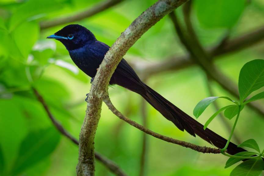 Im Westen von La Digue: Veuve Reserve