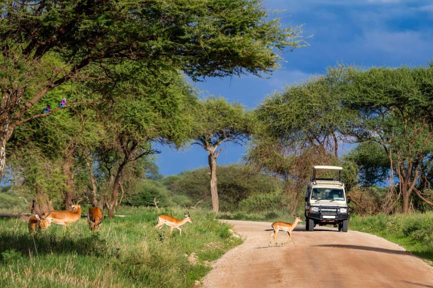 Safari im Tarangire Nationalpark