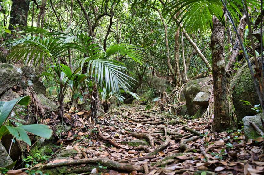 Schattiger Pfad im Palmenwald: Trois Frères Trail