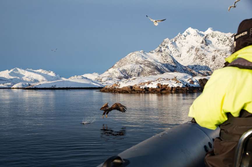 Seeadler in Aktion: Norwegen