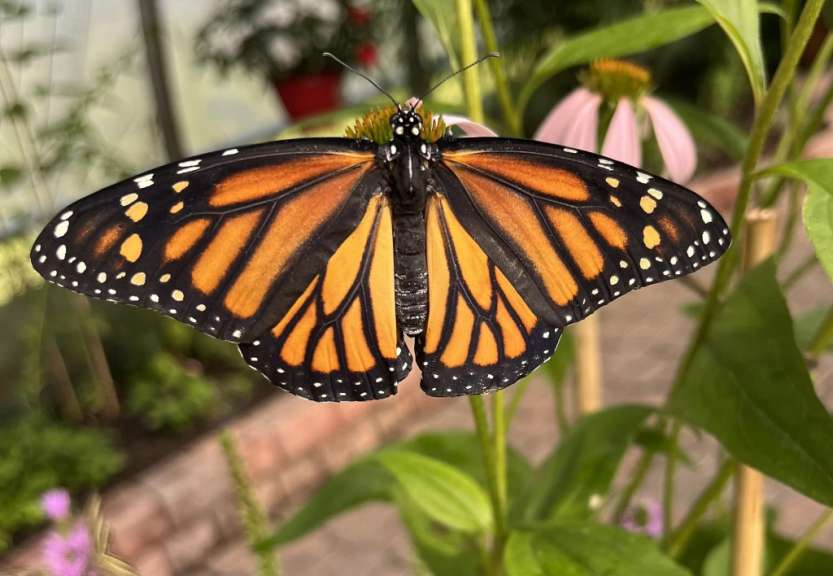 Schmetterling im Newfoundland Insectarium