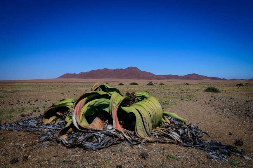 Welwitschia mirabilis