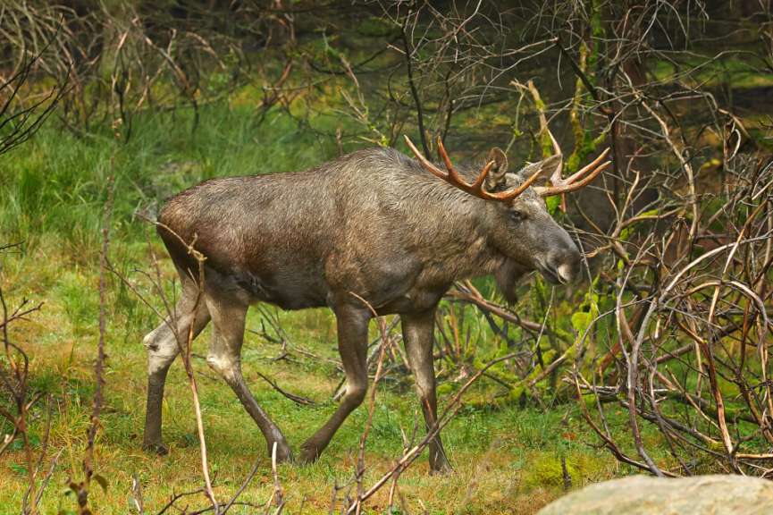 König der Wälder: Elch