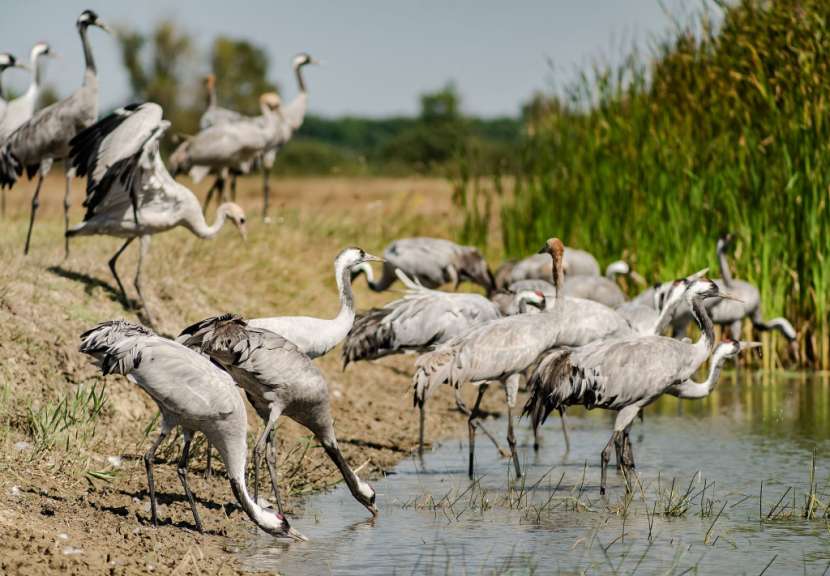Kraniche im Hortobágy National Park