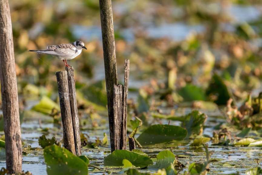 6.500 Hektar groß: Lac de Grand-Lieu