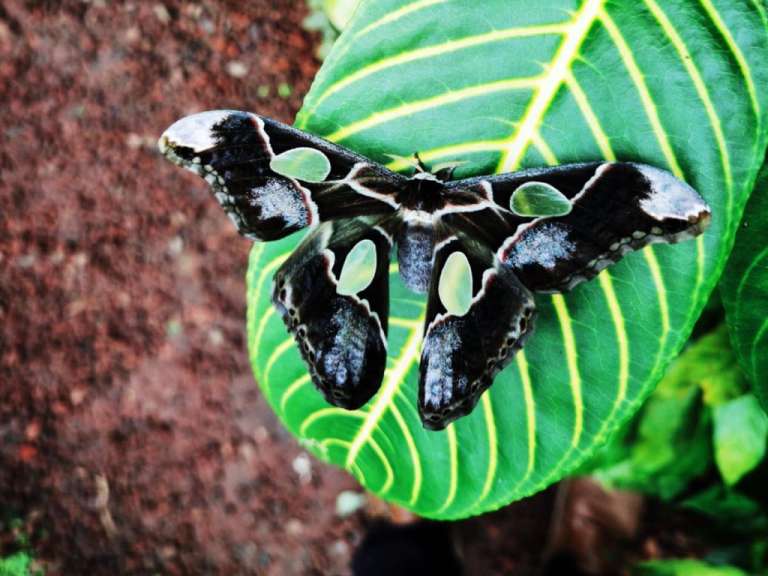 Spirogyra Butterfly Garden