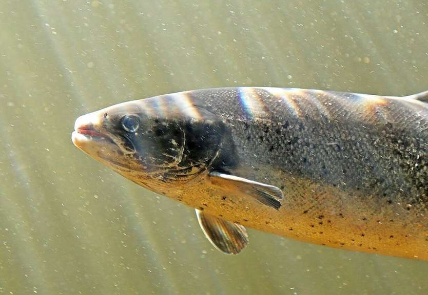 Salmonid Interpretation Centre