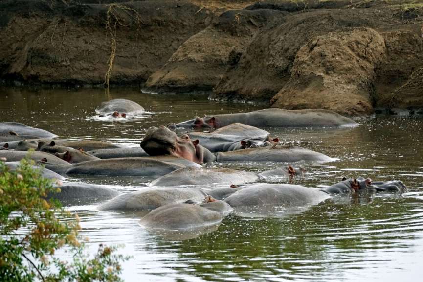 Gruppe von Hippos