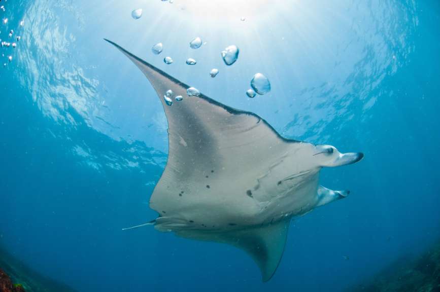 Mantarochen vor Zavora