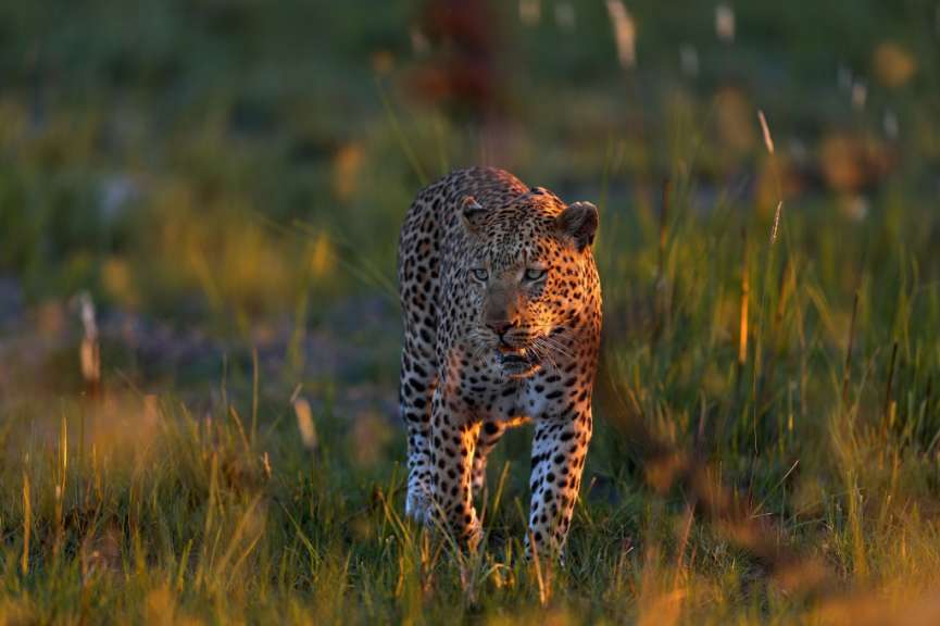 sonniger Tag in der Savanne: Leopard in Sambia